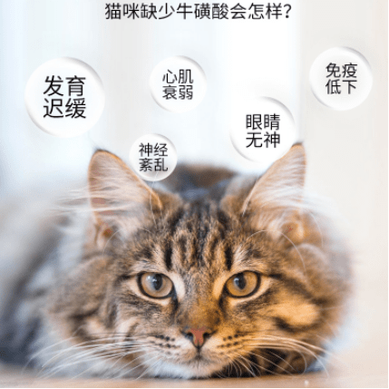 君子猫最新小说-君子猫新篇章小说