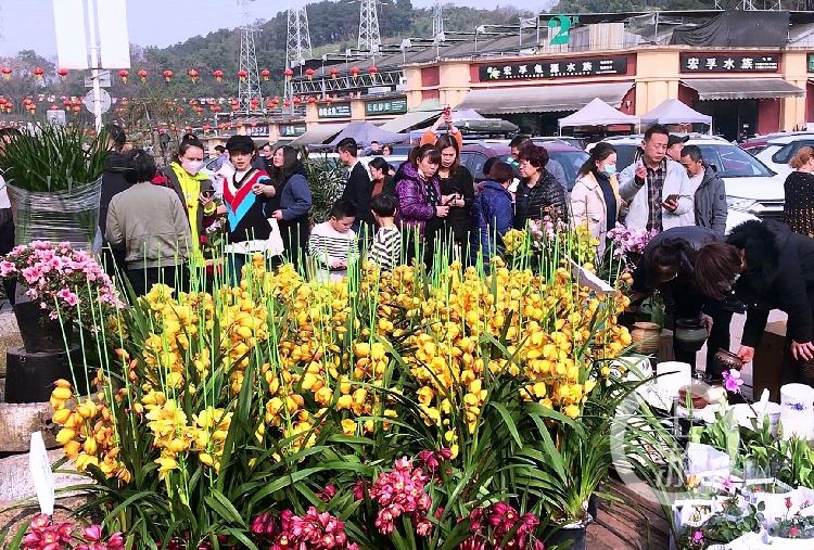 重庆望海花市最新动态：重庆望海花市最新资讯