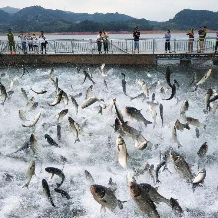 最新湖山水库垂钓资讯