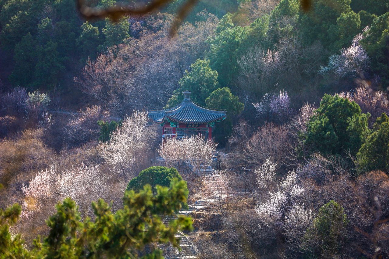 “北京香山公园近期资讯”